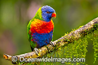Rainbow Lorikeet (Trichoglossus haematodus). Found in all forests, woodlands and gardens throughout Australia. Photo taken at Coffs Harbour, New South Wales, Australia.
