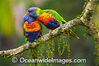 Rainbow Lorikeet (Trichoglossus haematodus), pair grooming each other. Found in all forests, woodlands and gardens throughout Australia. Photo taken at Coffs Harbour, New South Wales, Australia.