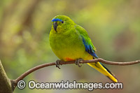 Orange-bellied Parrot (Neophema chrysogaster). Found around buttongrass and swampy sedgeland plains in SW Tasmania, Sth coast of Victoria and SE South Australia, Australia. Classified as Critically Endangered with numbers declining.