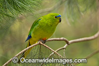 Orange-bellied Parrot (Neophema chrysogaster). Found around buttongrass and swampy sedgeland plains in SW Tasmania, Sth coast of Victoria and SE South Australia, Australia. Classified as Critically Endangered with numbers declining.
