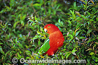 Australian King Parrot (Alisterus scapularis) - male. Coffs Harbour, New South Wales, Australia