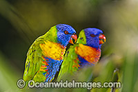 Pair of Rainbow Lorikeets (Trichoglossus haematodus) - male and female. Coffs Harbour, New South Wales, Australia