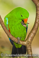 Eclectus Parrot (Eclectus roratus) - male. Rainforest Habitat, Cape York Peninsula, Australia