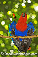 Eclectus Parrot (Eclectus roratus) - male and female mating. Rainforest Habitat, Cape York Peninsula, Australia