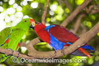 Eclectus Parrot (Eclectus roratus) - male and female. Rainforest Habitat, Cape York Peninsula, Australia