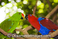 Eclectus Parrot (Eclectus roratus) - male and female. Rainforest Habitat, Cape York Peninsula, Australia
