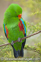 Eclectus Parrot (Eclectus roratus) - male. Rainforest Habitat, Cape York Peninsula, Australia