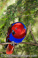 Eclectus Parrot (Eclectus roratus) - female. Rainforest Habitat, Cape York Peninsula, Australia