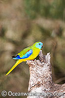 Turquoise Parrot (Neophema pulchella) - male. Found in open forests of Eastern Australia, Australia