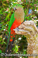 Australian King Parrot (Alisterus scapularis) - female. Found in rainforests, eucalypt forests and palm forests of south-eastern Australia, Australia.