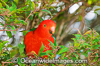 Australian King Parrot (Alisterus scapularis) - male. Found in rainforests, eucalypt forests and palm forests of south-eastern Australia, Australia.
