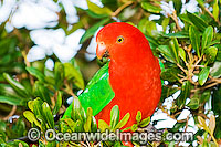 Australian King Parrot (Alisterus scapularis) - male. Found in rainforests, eucalypt forests and palm forests of south-eastern Australia, Australia.