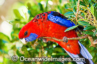 Crimson Rosella (Platycercus elegans elegans). Found in rainforests, wet eucalypt forests and forests near farm lands of the eastern coast and ranges of south-eastern Australia, Australia.