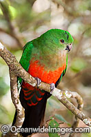 Australian King Parrot (Alisterus scapularis) - female. Found in rainforests, eucalypt forests and palm forests of south-eastern Australia. Photo taken Lamington World Heritage National Park, Queensland, Australia.