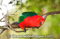 Australian King Parrot (Alisterus scapularis) - male. Found in rainforests, eucalypt forests and palm forests of south-eastern Australia. Photo taken Lamington World Heritage National Park, Queensland, Australia.