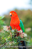 Australian King Parrot (Alisterus scapularis) - male. Found in rainforests, eucalypt forests and palm forests of south-eastern Australia. Photo taken Lamington World Heritage National Park, Queensland, Australia.