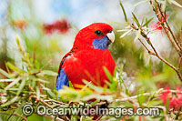 Crimson Rosella (Platycercus elegans elegans). Found in rainforests, wet eucalypt forests and forests near farm lands of the eastern coast and ranges of south-eastern Australia. Photo taken Lamington World Heritage National Park, Queensland, Australia.