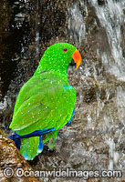 Eclectus Parrot (Eclectus roratus), male having a wash at a rock waterfall. Found in rainforest habitat on Cape York Peninsula, Qld, Australia. Also in the Solomon Islands, New Guinea, Sumba and the Maluka Islands.