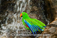 Eclectus Parrot (Eclectus roratus), male having a wash at a rock waterfall. Found in rainforest habitat on Cape York Peninsula, Qld, Australia. Also in the Solomon Islands, New Guinea, Sumba and the Maluka Islands.