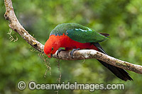 Australian King Parrot (Alisterus scapularis), male. Found in rainforests, eucalypt forests and palm forests of south-eastern Australia. Photo taken at Coffs Harbour, New South Wales, Australia.