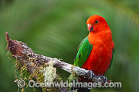 Australian King Parrot (Alisterus scapularis), male. Found in rainforests, eucalypt forests and palm forests of south-eastern Australia. Photo taken at Coffs Harbour, New South Wales, Australia.