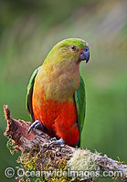 Australian King Parrot (Alisterus scapularis), female. Found in rainforests, eucalypt forests and palm forests of south-eastern Australia. Photo taken at Coffs Harbour, New South Wales, Australia.
