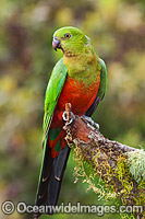 Australian King Parrot (Alisterus scapularis), young male. Found in rainforests, eucalypt forests and palm forests of south-eastern Australia. Photo taken at Coffs Harbour, New South Wales, Australia.