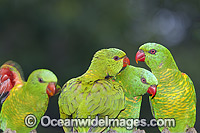 Scaly-breasted Lorikeets (Trichoglossus chlorolepidotus). Found in a range of forest habitat throughout eastern Australia and central Victoria. Photo taken at Coffs harbour, New South Wales, Australia.