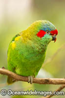 Musk Lorikeet (Glossopsitta concinna). Found in woodlands and open forests in eastern New South Wales, Victoria, South Australia and Tasmania, Australia.
