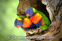 Rainbow Lorikeet (Trichoglossus haematodus). Found in all forests, woodlands and gardens throughout Australia.