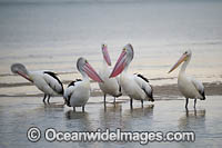 Australian Pelicans (Pelecanus conspicillatus). This large water bird is found throughout Australia and New Guinea. Also in Fiji and parts of Indonesia and New Zealand. Central New South Wales coast, Australia.