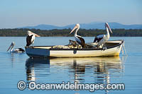 Australian Pelicans (Pelecanus conspicillatus), resting on a boat. This large water bird is found throughout Australia and New Guinea. Also in Fiji and parts of Indonesia and New Zealand. Central New South Wales coast, Australia.