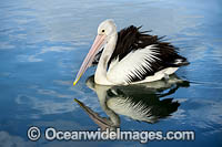 Australian Pelican (Pelecanus conspicillatus). This large water bird is found throughout Australia and New Guinea. Also in Fiji and parts of Indonesia and New Zealand. Central New South Wales coast, Australia.