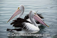 Australian Pelicans (Pelecanus conspicillatus). This large water bird is found throughout Australia and New Guinea. Also in Fiji and parts of Indonesia and New Zealand. Central New South Wales coast, Australia.