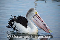 Australian Pelican (Pelecanus conspicillatus). This large water bird is found throughout Australia and New Guinea. Also in Fiji and parts of Indonesia and New Zealand. Central New South Wales coast, Australia.