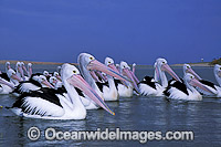 Australian Pelicans (Pelecanus conspicillatus). Coastal New South Wales, Australia