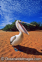 Australian Pelican (Pelecanus conspicillatus). Menindee Lake, New South Wales, Australia