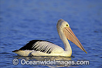 Australian Pelican (Pelecanus conspicillatus). Lake Menindee, South Australia