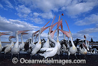 Australian Pelicans (Pelecanus conspicillatus) - eager for a feed. Coastal New South Wales, Australia