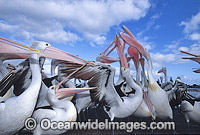 Australian Pelicans (Pelecanus conspicillatus) - eager for a feed. Coastal New South Wales, Australia