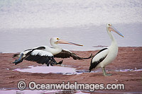 Australian Pelican (Pelecanus conspicillatus), in flight. This large water bird is found throughout Australia and New Guinea. Also in Fiji and parts of Indonesia and New Zealand. Photo taken on the central New South Wales coast, Australia.