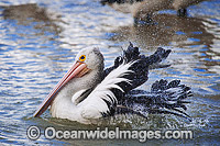 Australian Pelican (Pelecanus conspicillatus), washing itself on the surface of the ocean. This large water bird is found throughout Australia and New Guinea. Also in Fiji and parts of Indonesia and New Zealand. Central New South Wales coast, Australia.