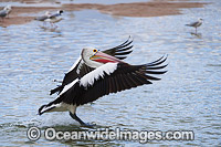Australian Pelican (Pelecanus conspicillatus), landing on an estuary. This large water bird is found throughout Australia and New Guinea. Also in Fiji and parts of Indonesia and New Zealand. Photo taken on the central New South Wales coast, Australia.