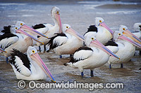 Australian Pelican (Pelecanus conspicillatus), resting in an estuary. This large water bird is found throughout Australia and New Guinea. Also in Fiji and parts of Indonesia and New Zealand. Photo taken on the central New South Wales coast, Australia.