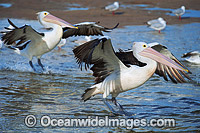 Australian Pelicans (Pelecanus conspicillatus), in flight. This large water bird is found throughout Australia and New Guinea. Also in Fiji and parts of Indonesia and New Zealand. Photo taken on the central New South Wales coast, Australia.
