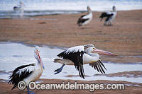 Australian Pelican (Pelecanus conspicillatus), in flight. This large water bird is found throughout Australia and New Guinea. Also in Fiji and parts of Indonesia and New Zealand. Photo taken on the central New South Wales coast, Australia.