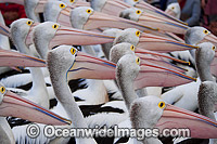 Australian Pelicans (Pelecanus conspicillatus). This large water bird is found throughout Australia and New Guinea. Also in Fiji and parts of Indonesia and New Zealand. Photo taken on the central New South Wales coast, Australia.