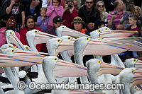 Australian Pelicans (Pelecanus conspicillatus). This large water bird is found throughout Australia and New Guinea. Also in Fiji and parts of Indonesia and New Zealand. Photo taken on the central New South Wales coast, Australia.