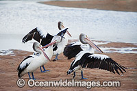 Australian Pelican (Pelecanus conspicillatus), resting on an estuary sand bank. This large water bird is found throughout Australia and New Guinea. Also in Fiji and parts of Indonesia and New Zealand. Central New South Wales coast, Australia.