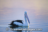 Australian Pelican (Pelecanus conspicillatus), resting on Menindee Lake, near Broken Hill, NSW, Australia. This large water bird is found throughout Australia and New Guinea. Also in Fiji and parts of Indonesia and New Zealand.